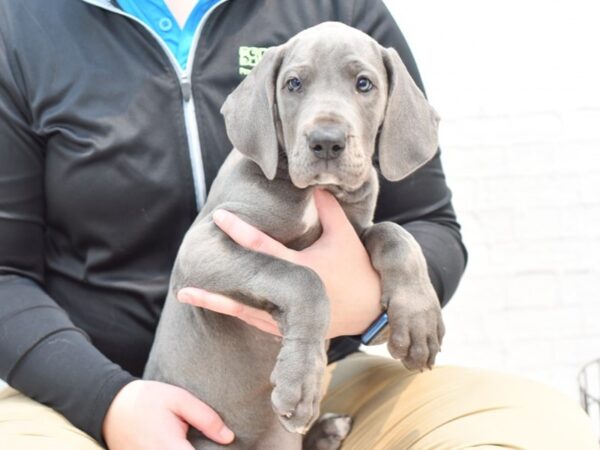 Great Dane DOG Female Blue 35980 Petland Novi, Michigan