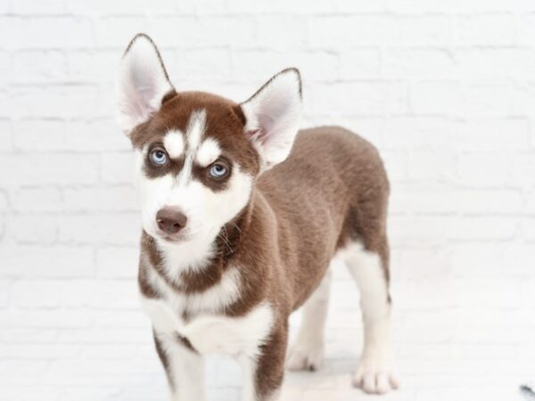 Siberian Husky DOG Male Red & White 35963 Petland Novi, Michigan