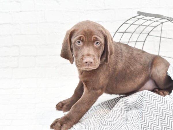 Labrador Retriever-DOG-Female-Chocolate-35982-Petland Novi, Michigan