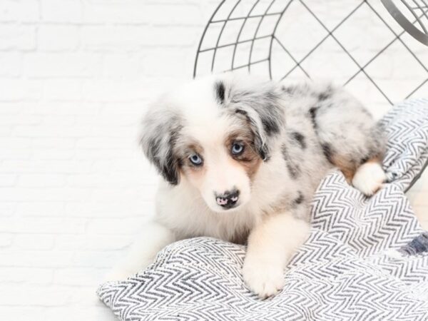 Miniature Australian Shepherd DOG Female Blue Merle 35983 Petland Novi, Michigan