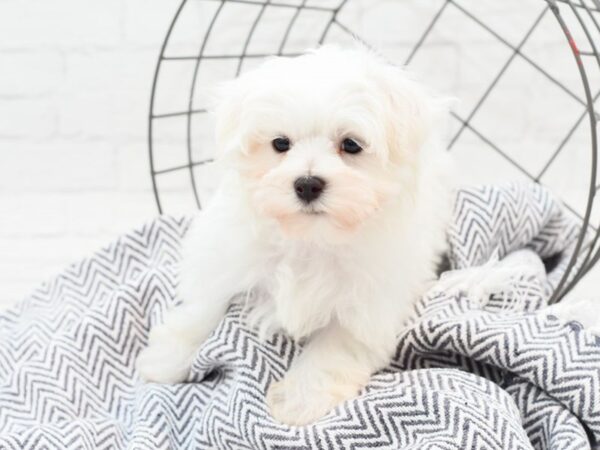 Maltese DOG Male White 35984 Petland Novi, Michigan