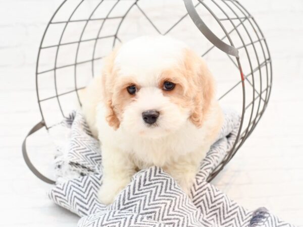 Cavachon DOG Male Blenheim 35986 Petland Novi, Michigan