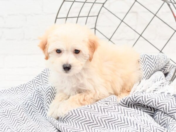 Bichonpoo DOG Male Red 35987 Petland Novi, Michigan