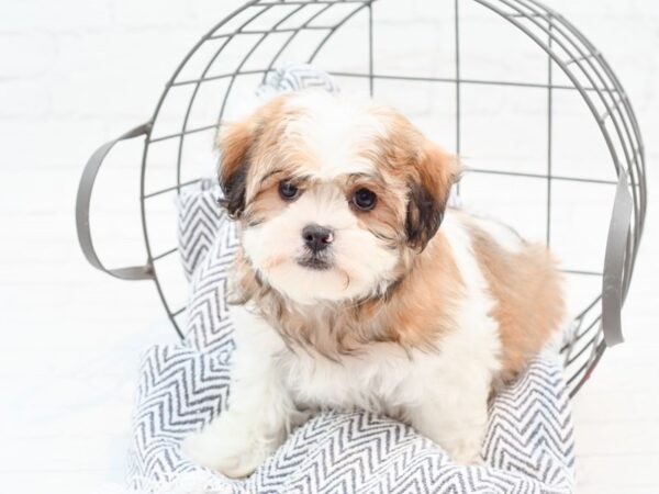 Shih Malt DOG Male Brown & White 35988 Petland Novi, Michigan