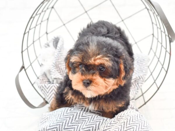 Yorkiepoo DOG Male Black & Tan 35989 Petland Novi, Michigan