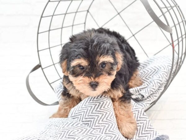 Yorkiepoo DOG Female Black & Tan 35990 Petland Novi, Michigan