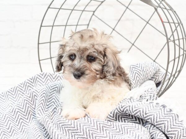 Havapoo-DOG-Male-Blue Merle & White-35991-Petland Novi, Michigan