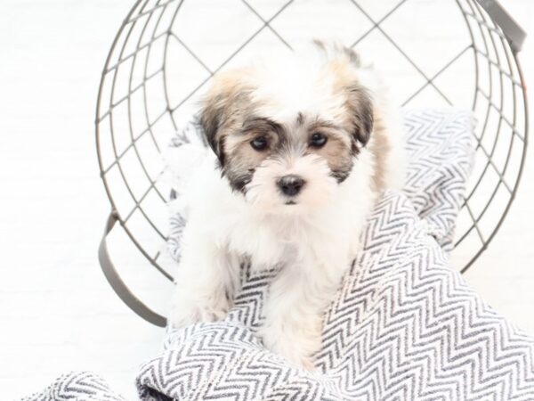 Teddy Bear DOG Male Brown & White 35992 Petland Novi, Michigan