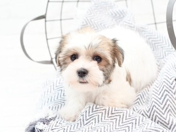 Teddy Bear DOG Female Brown & White 35993 Petland Novi, Michigan