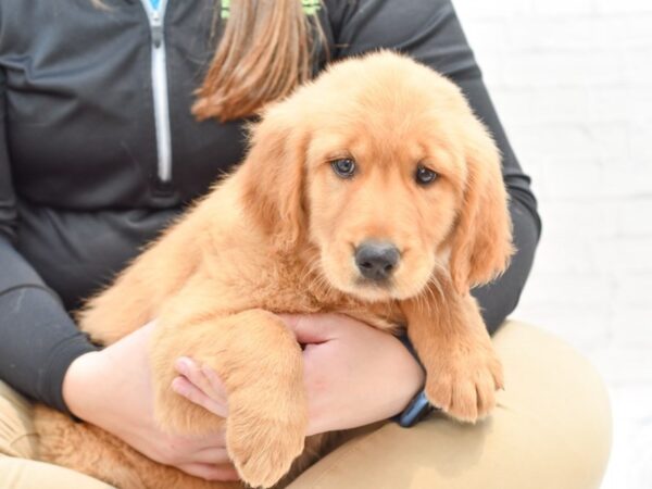 Golden Retriever DOG Female Golden 35994 Petland Novi, Michigan