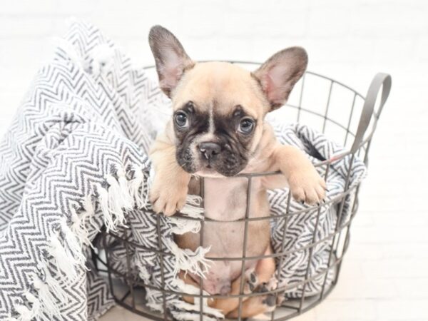 French Bulldog-DOG-Male-Fawn-35995-Petland Novi, Michigan