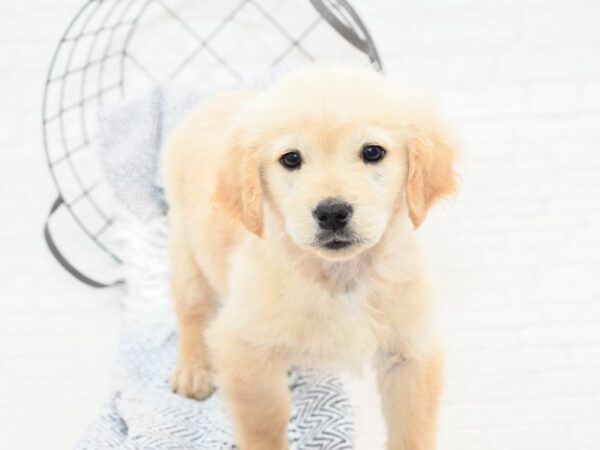 Golden Retriever DOG Male Golden 35996 Petland Novi, Michigan