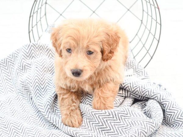 Miniature Goldendoodle Dog Male Apricot 35997 Petland Novi, Michigan