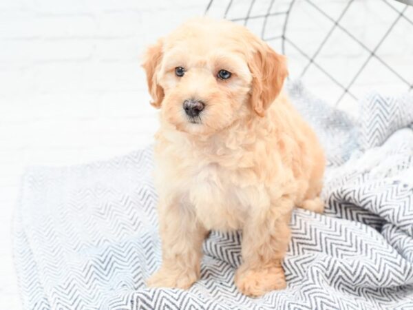 Goldendoodle DOG Male Apricot 35998 Petland Novi, Michigan