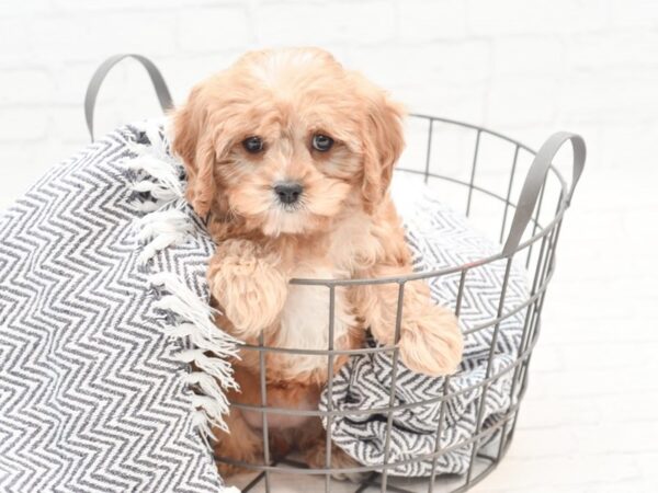 Cavapoo DOG Female Red & White 35999 Petland Novi, Michigan