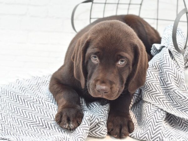 Labrador Retriever-DOG-Male-Chocolate-36000-Petland Novi, Michigan