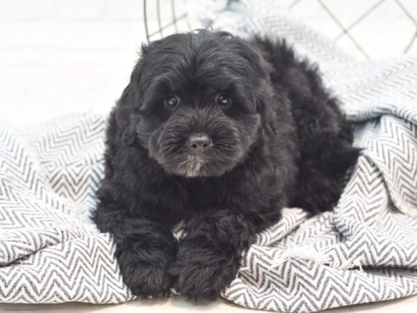 Mini Goldendoodle-DOG-Male-Black-36001-Petland Novi, Michigan