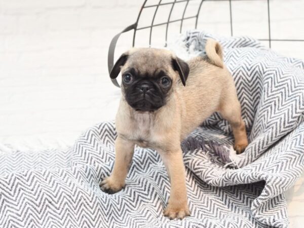 Pug DOG Male Fawn 36003 Petland Novi, Michigan