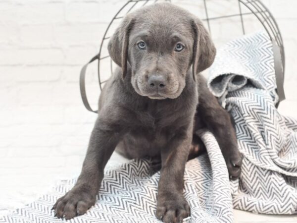 Labrador Retriever Dog Male Charcoal 36004 Petland Novi, Michigan