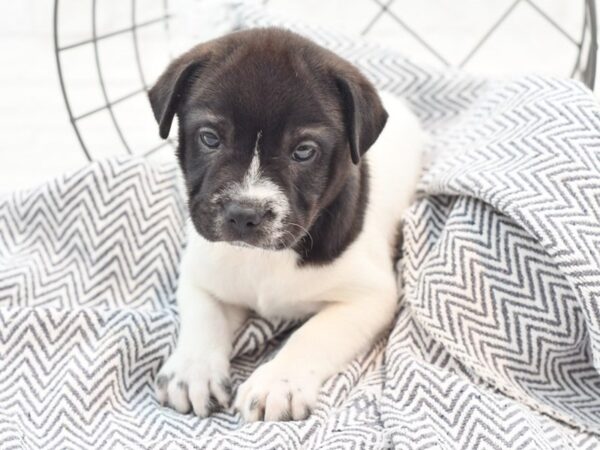 Mini Walrus (Shar-Pei/Beagle)-DOG-Male-White & Black-36005-Petland Novi, Michigan