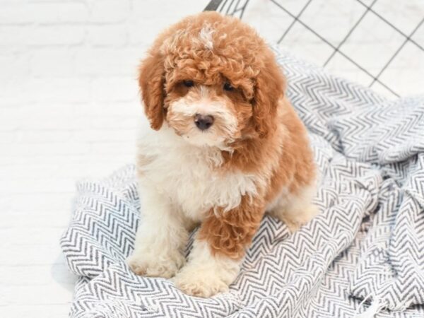 Miniature Poodle-DOG-Male-Red & White-36008-Petland Novi, Michigan