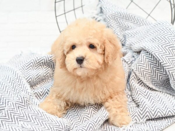 Miniature Poodle DOG Male Red 36009 Petland Novi, Michigan