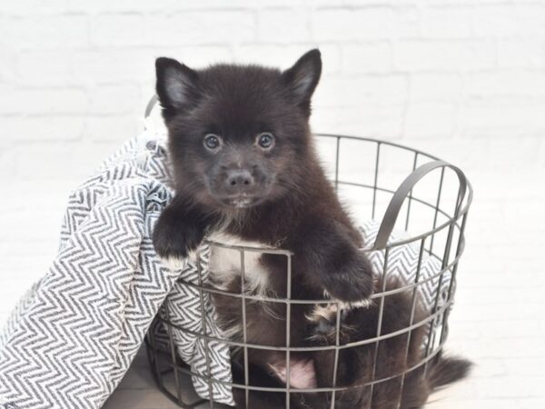 Pomsky Dog Male Black w/White Marks 36010 Petland Novi, Michigan