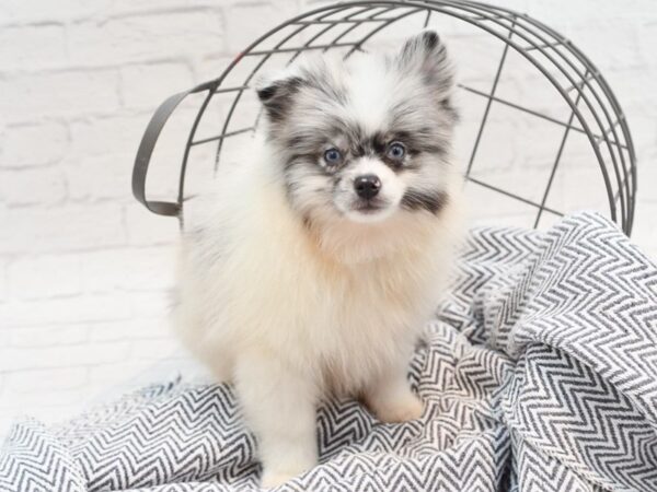 Pomsky-DOG-Male-Blue Merle w/ White Marks-36011-Petland Novi, Michigan