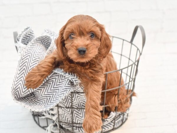 Cavapoo DOG Male Red 36016 Petland Novi, Michigan