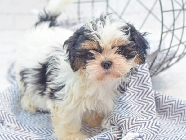 Shih Tzu-DOG-Female-Brindle & White-36017-Petland Novi, Michigan