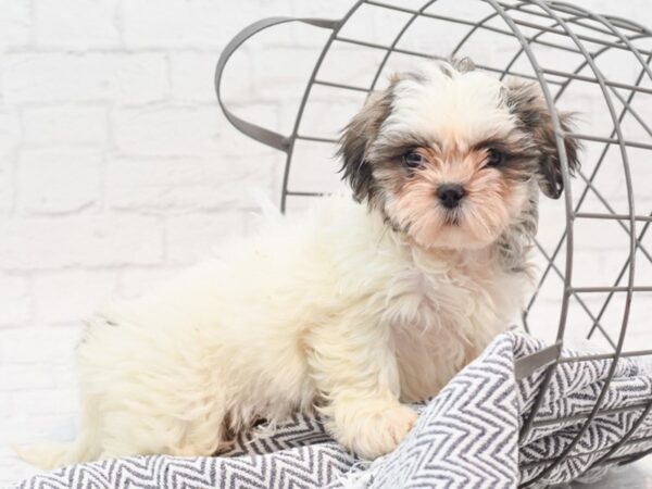 Shih Tzu Dog Female Brindle & White 36018 Petland Novi, Michigan