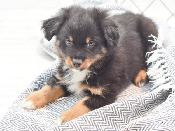 Miniature Australian Shepherd-DOG-Male-Tri-36019-Petland Novi, Michigan