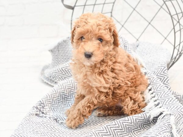 Bichonpoo-DOG-Female-Red-36020-Petland Novi, Michigan