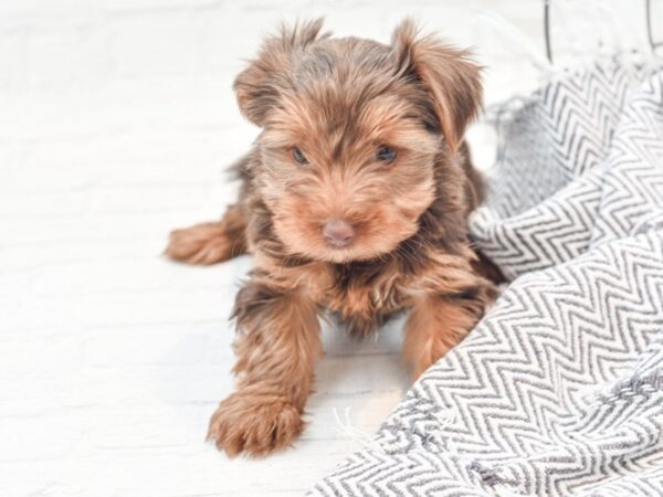 Yorkshire Terrier DOG Female Chocolate & Tan 36021 Petland Novi, Michigan