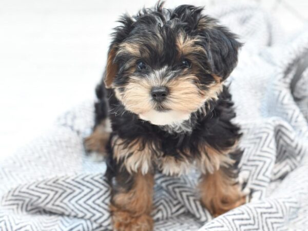 Yochon-DOG-Female-Black-36022-Petland Novi, Michigan