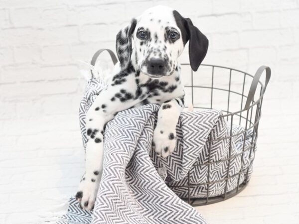 Dalmatian DOG Male Black & White 36023 Petland Novi, Michigan