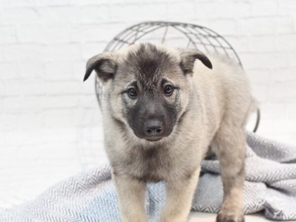 Norwegian Elkhound-DOG-Male-Gray Black & Silver-36024-Petland Novi, Michigan