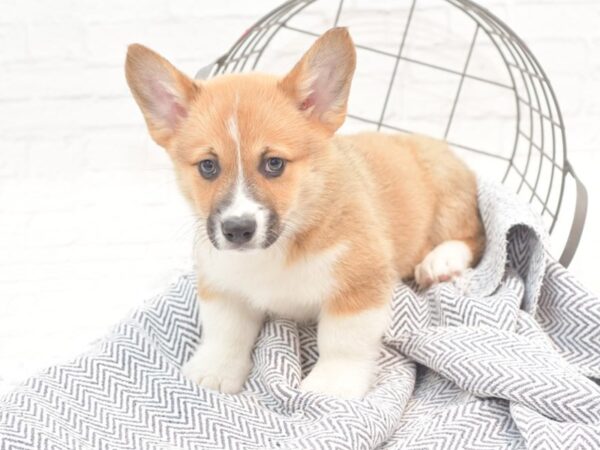 Pembroke Welsh Corgi DOG Male Red & White 36025 Petland Novi, Michigan