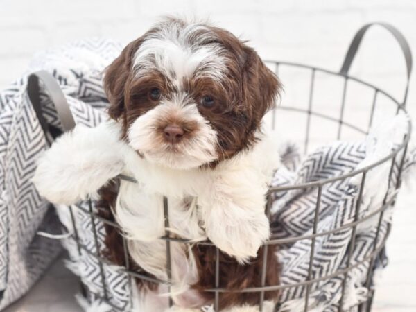 Havanese Dog Male Choc wh 36026 Petland Novi, Michigan