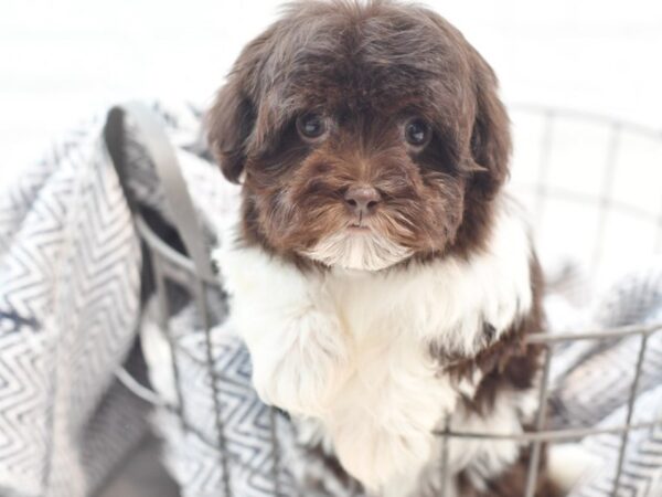 Havanese DOG Female Choc wh 36027 Petland Novi, Michigan