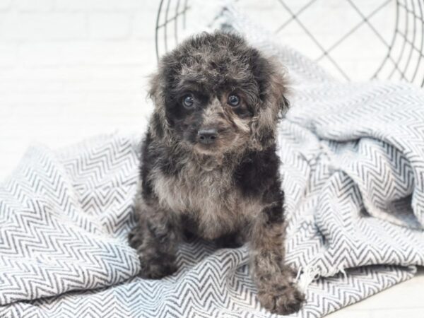 Cavapoo Dog Male Blue Merle 36028 Petland Novi, Michigan