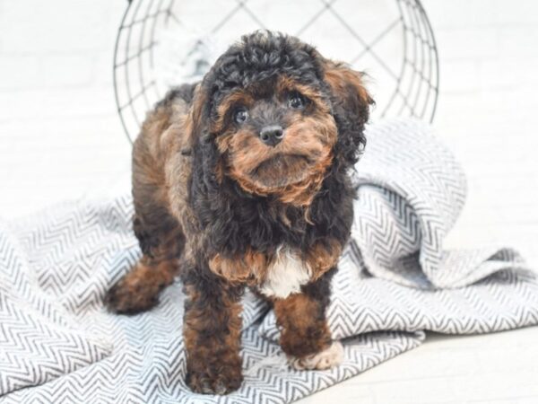 Cavapoo DOG Female Black/Brown/White 36029 Petland Novi, Michigan