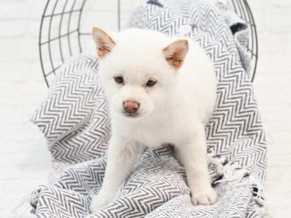 Shiba Inu DOG Female Creme 36030 Petland Novi, Michigan