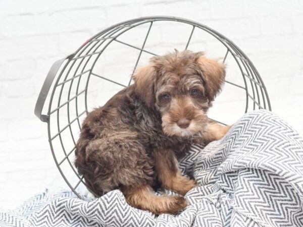 Schnoodle-DOG-Male-Chocolate-36031-Petland Novi, Michigan