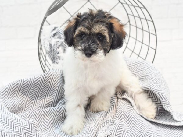 Schnoodle-DOG-Female-White/Tan/Black-36032-Petland Novi, Michigan