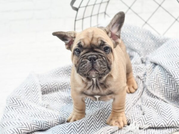 French Bulldog-DOG-Female-Fawm-36033-Petland Novi, Michigan