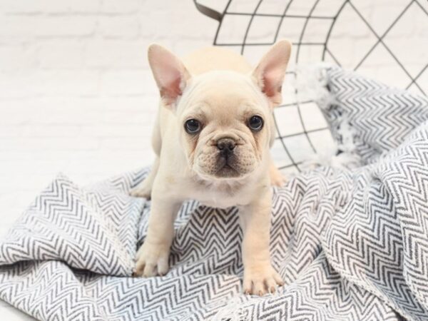 French Bulldog DOG Female Cream 36034 Petland Novi, Michigan