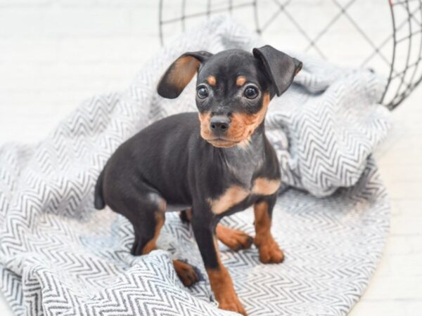 Miniature Pinscher DOG Female Black & Tan 36007 Petland Novi, Michigan