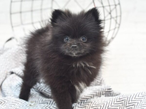 Pomeranian DOG Female Black 36035 Petland Novi, Michigan