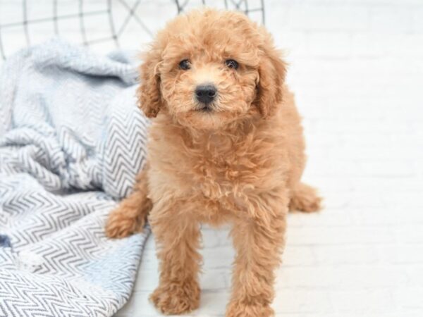 Miniature Poodle DOG Male Red 36036 Petland Novi, Michigan